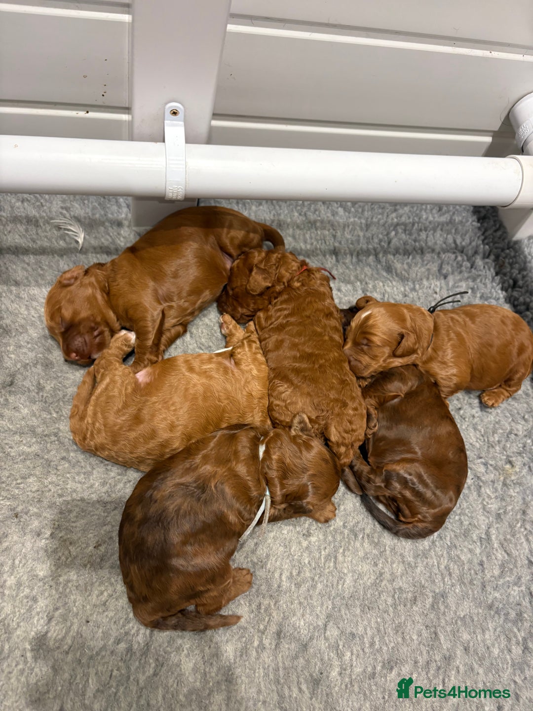 Cockapoo dogs for sale: Red, Chocolate and Merle Cockapoo Puppies - Image 7