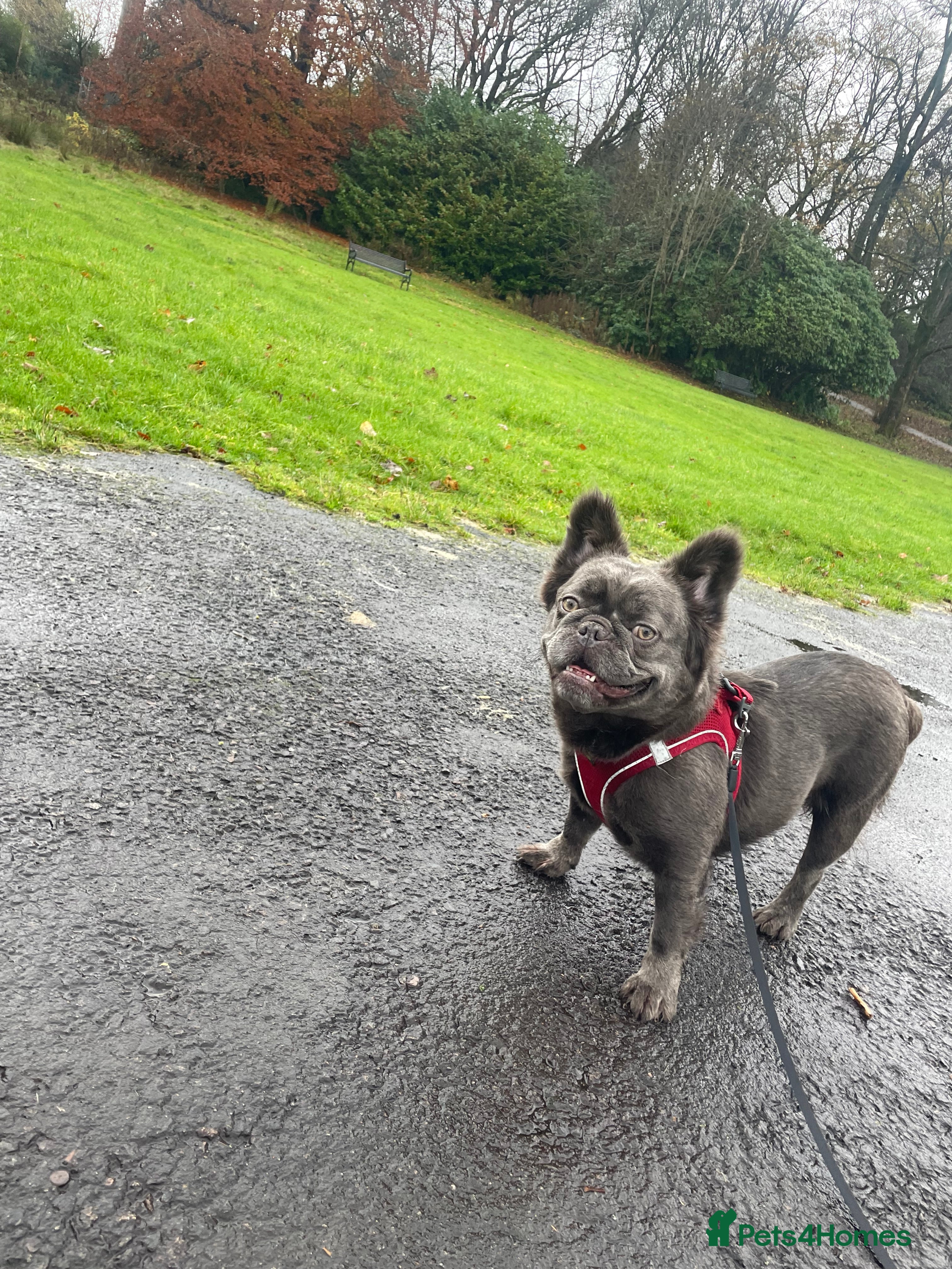 French Bulldog dogs 3 year old fluffy French bulldog  - Advert 1