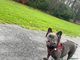 French Bulldog dogs 3 year old fluffy French bulldog - Advert 1