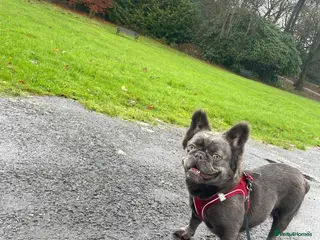 French Bulldog dogs 3 year old fluffy French bulldog - Advert 8