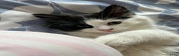 British Longhair cats for sale: Lovely black and white male FREE - Advert 4