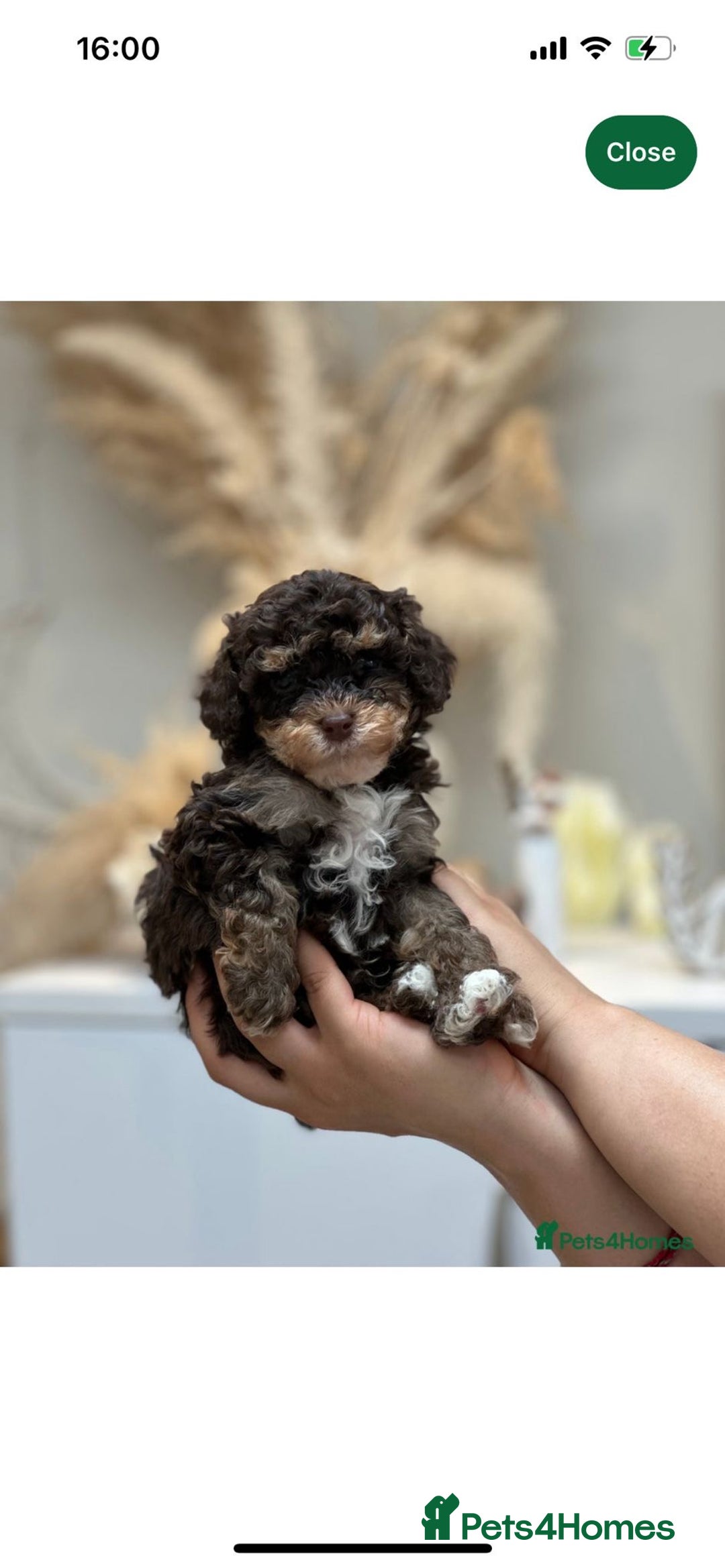 Cavapoo dogs for stud: Premium Cavapoo Chocolate Phantom Parti Stud  in Rickmansworth - Image 20