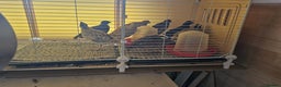 Mixed Breed birds for sale: Quails for Sale. 8 birds - Advert 3