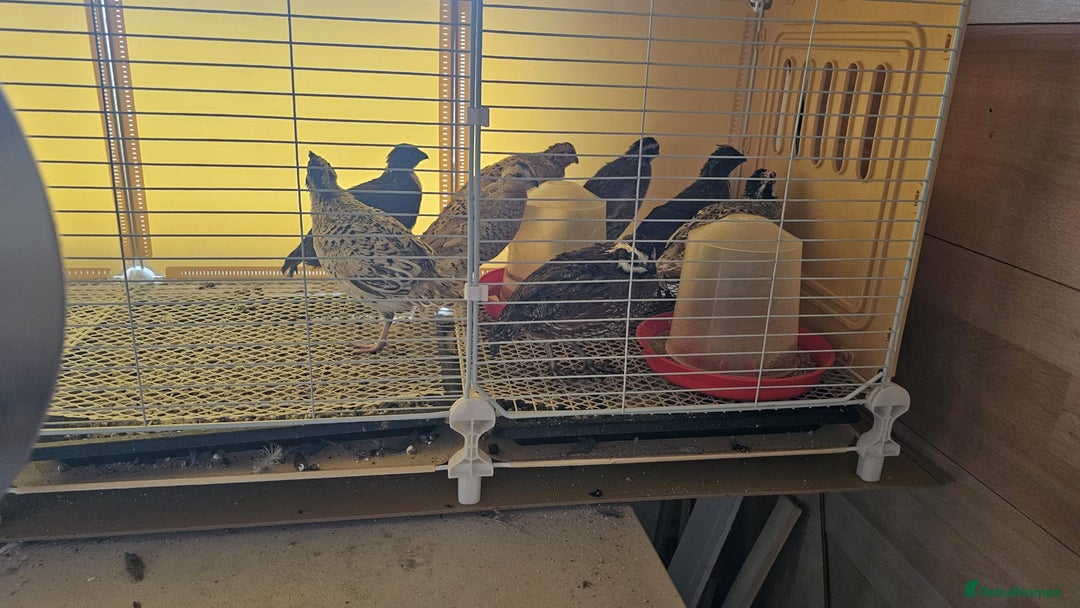 Mixed Breed birds for sale: Quails for Sale. 8 birds - Advert 3
