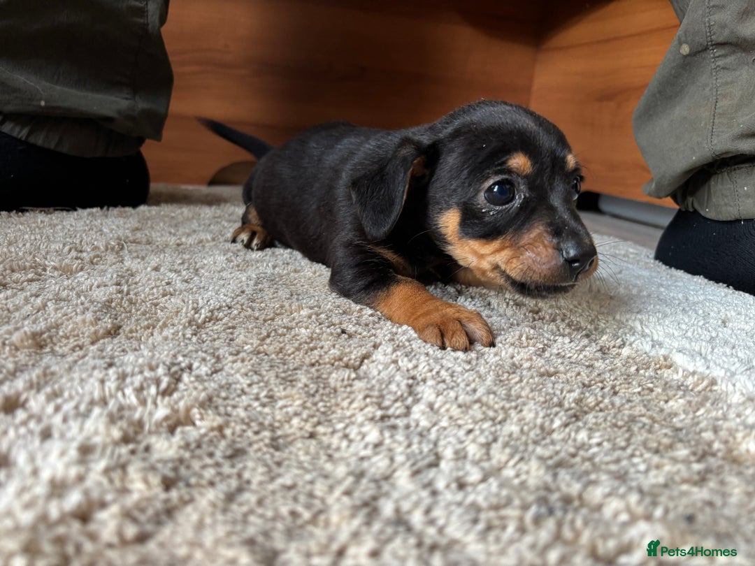 Jack Russell dogs for sale: Jack Jackrussle puppies  - Image 3