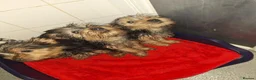Yorkshire Terrier dogs for sale: Yorkshire Terriers  - Advert 4