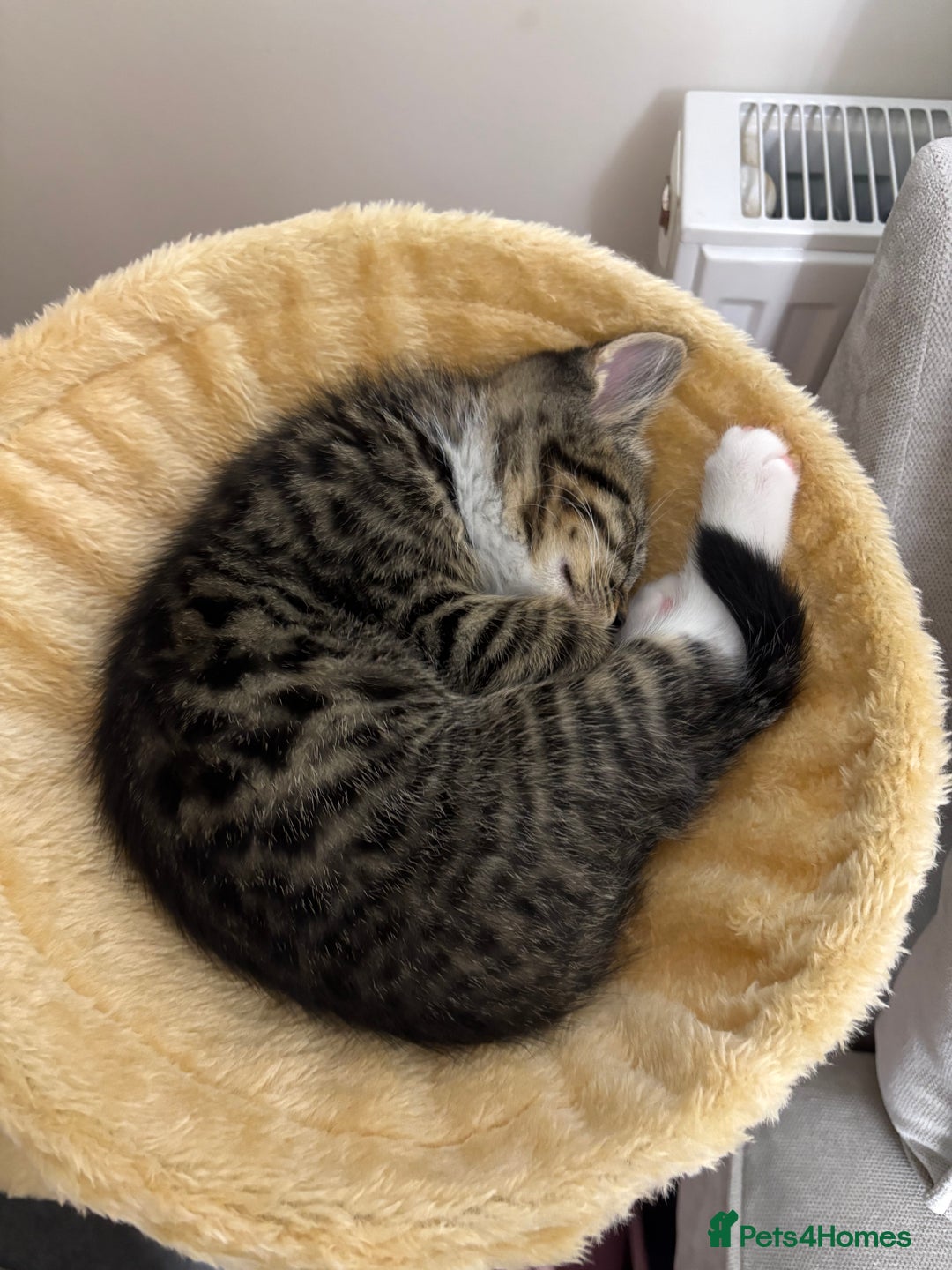 Mixed Breed cats for sale: Mainecoon mix kitten - Advert 5