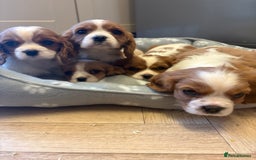 Cavalier King Charles Spaniel dogs for sale: ✨Adorable King Charles Cavalier Puppies✨READY NOW✨ - Advert 27