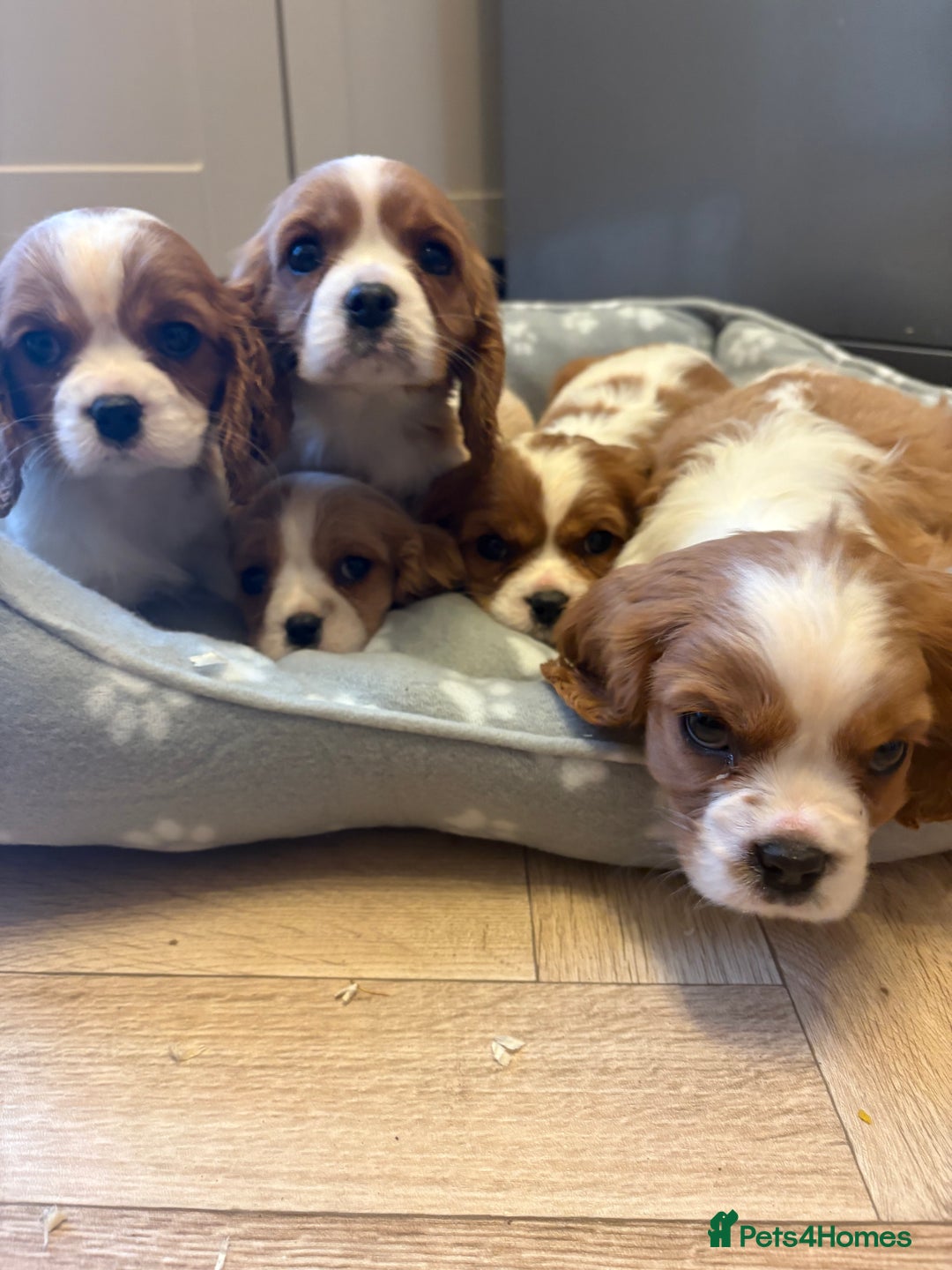 Cavalier King Charles Spaniel dogs for sale: ✨Adorable King Charles Cavalier Puppies✨READY NOW✨ - Advert 27