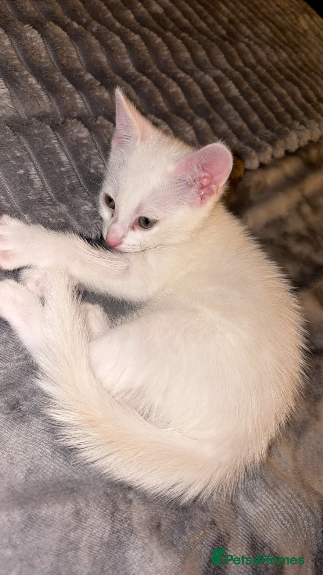 Domestic Shorthair cats for sale: Angle  in Manchester - Advert 4