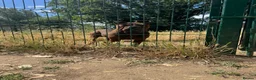 Shar Pei dogs for sale: only to 5 stars home - Advert 5