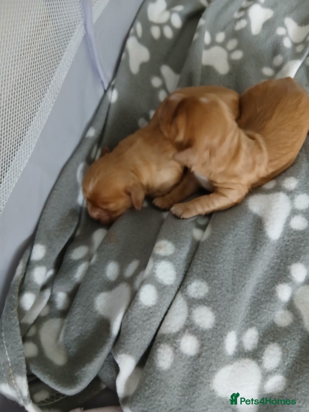 Cavachon dogs for sale: 1 lovely boy left - Image 3