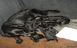Cockapoo dogs for sale: Gorgeous cockapoo puppies  - Image 7