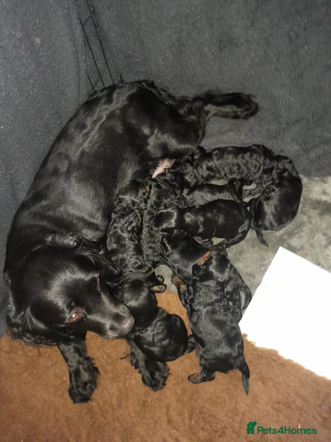 Cockapoo dogs for sale: Gorgeous cockapoo puppies  - Image 7