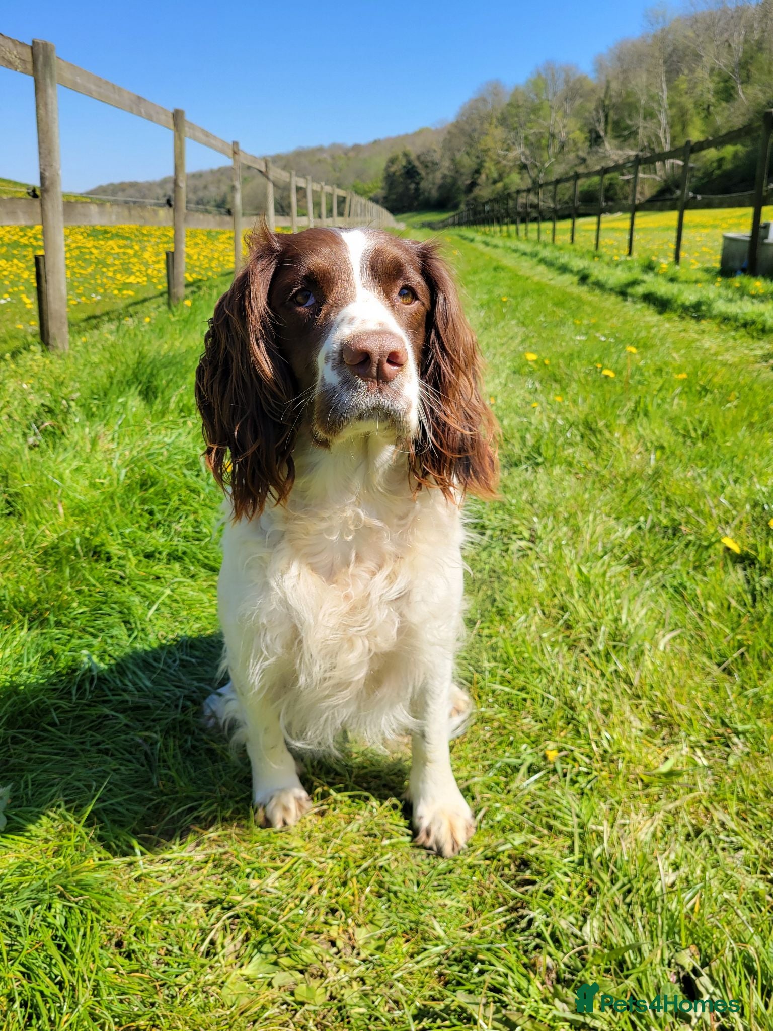 Sprocker dogs Beautiful, healthy Spaniel puppies. - Advert 9