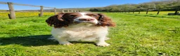 Sprocker dogs for sale: Beautiful, healthy Spaniel puppies. in Dover - Advert 1