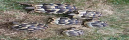 Hermann Tortoise reptiles for sale: Herman Tortoise 4 years (born 10/09/2022) - Advert 7