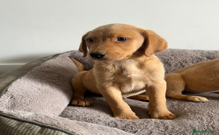 Labrador Retriever dogs - Advert 4