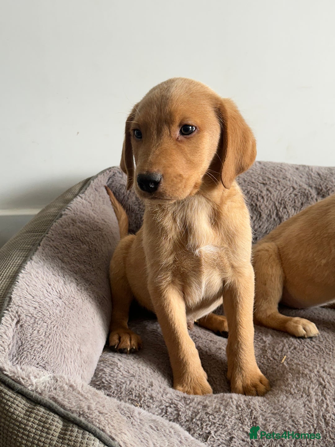 Labrador Retriever dogs for sale: Labrador puppies ready now  - Image 1