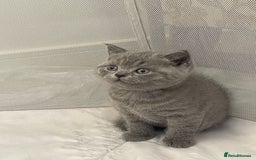 British Shorthair cats for sale: GCCF registered Champion bloodline BSH kittens - Image 25
