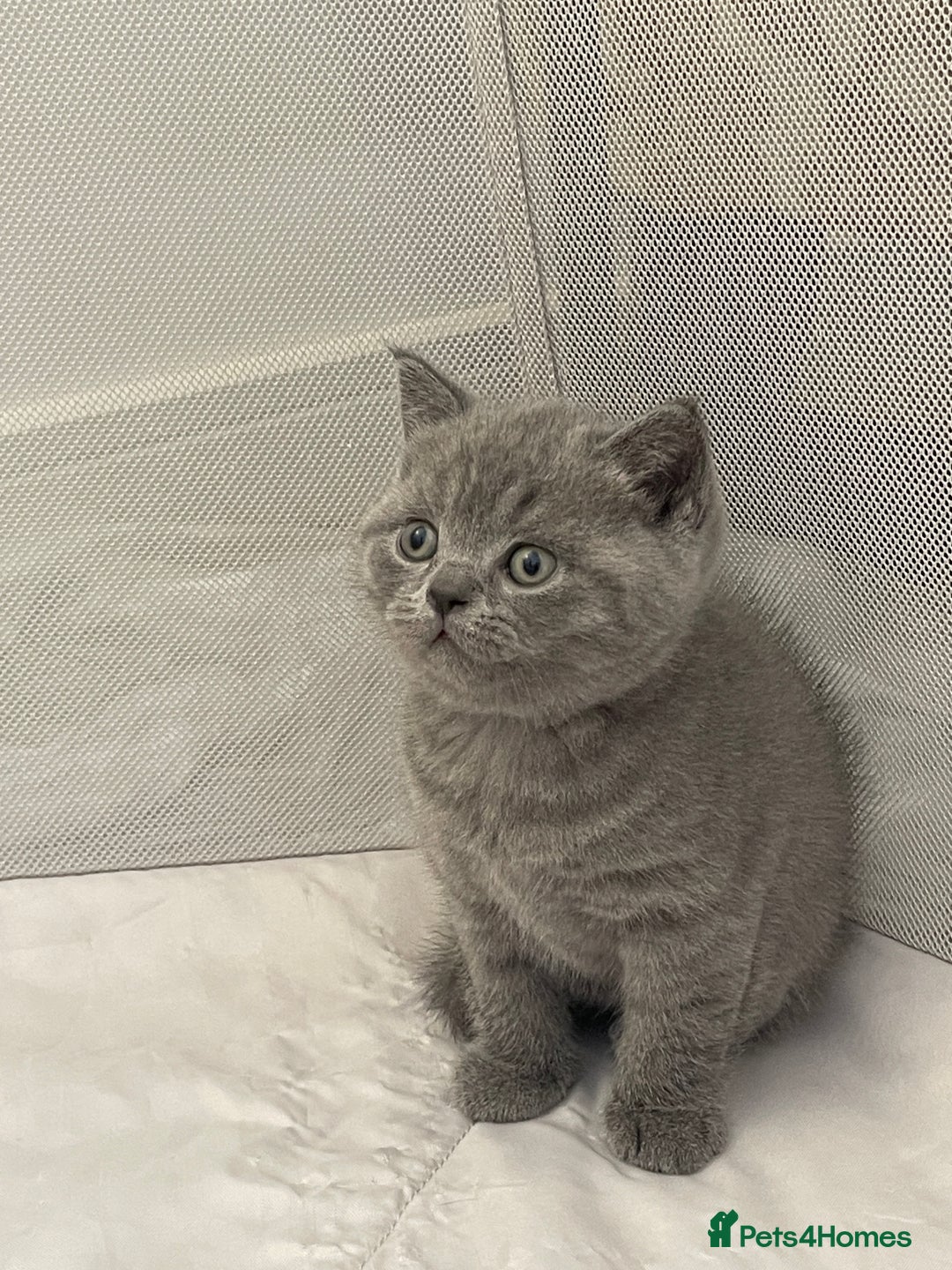 British Shorthair cats for sale: GCCF registered Champion bloodline BSH kittens - Image 25