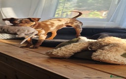 Miniature Pinscher dogs for stud: PRAGUE RATTER boy for stuf - Image 4