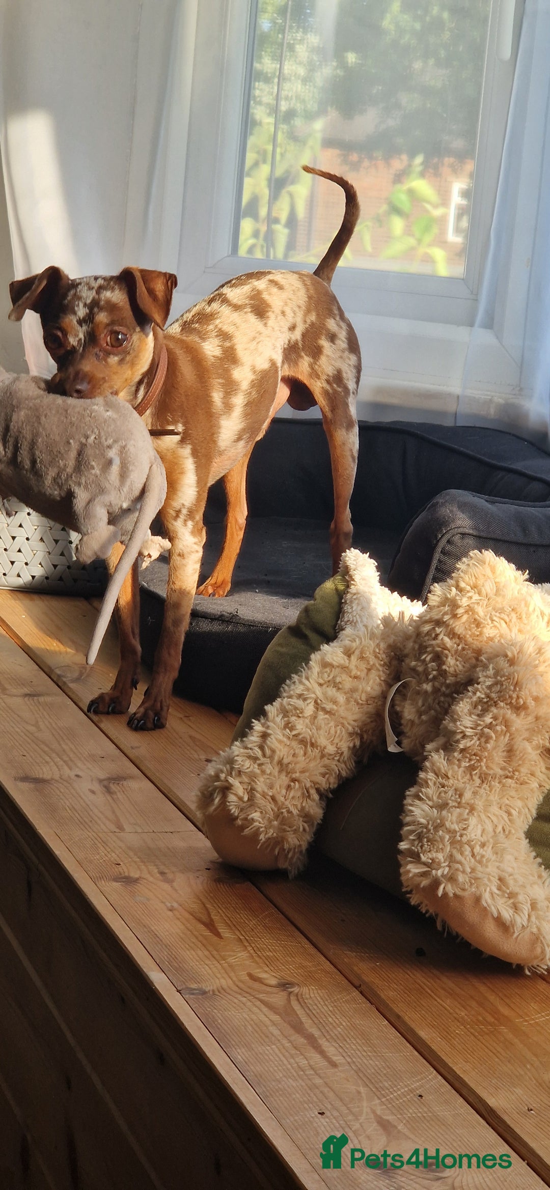 Miniature Pinscher dogs for stud: PRAGUE RATTER boy for stuf - Image 4