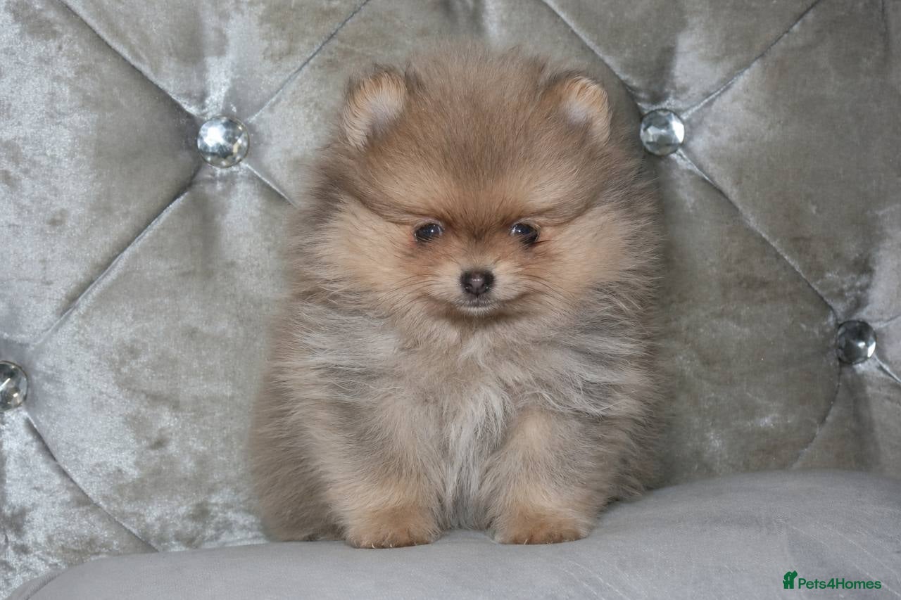 Pomeranian dogs Mini Pomeranian Puppies KCRegistered Milton Keynes - Advert 5