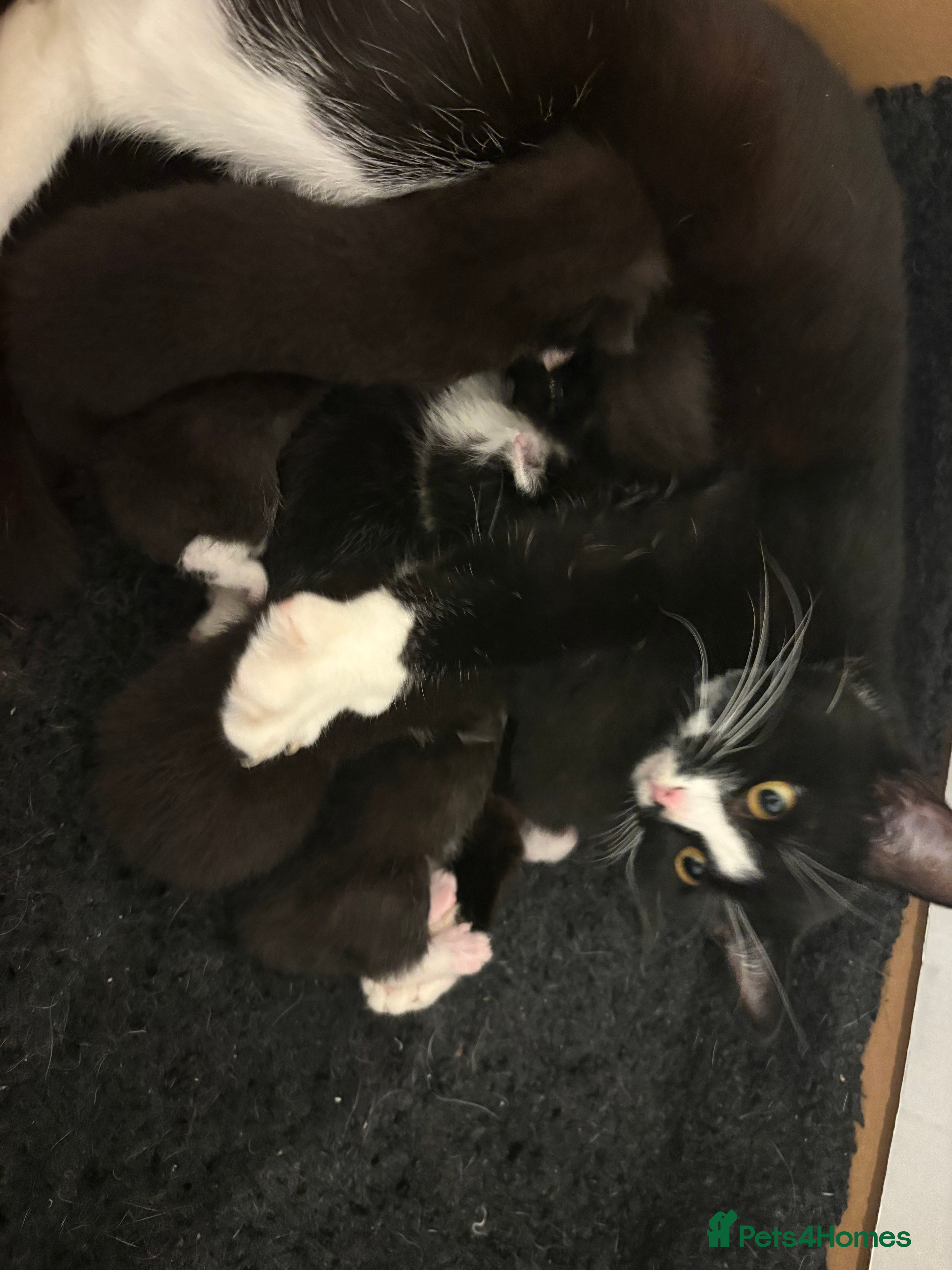 Mixed Breed cats 🐾 6 Beautiful Black & White Kittens for Sale 🐾 - Advert 9