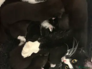 Mixed Breed cats 🐾 6 Beautiful Black & White Kittens for Sale 🐾 - Advert 9