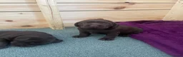 Labrador Retriever dogs for sale: 2 dark chocolate girls  - Advert 2