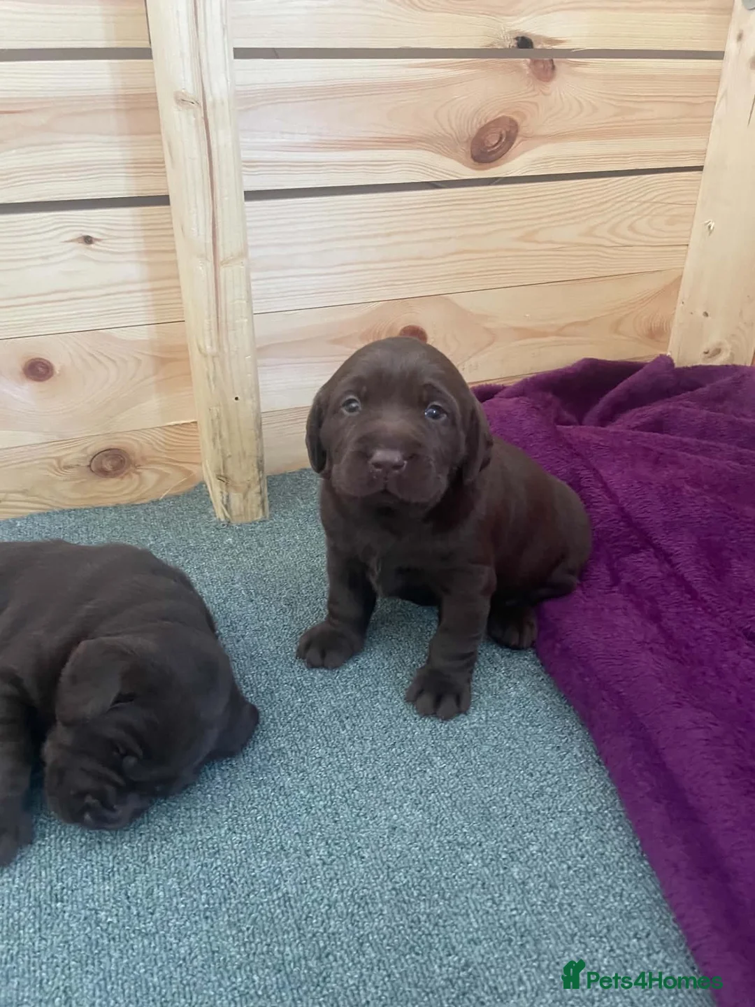 Labrador Retriever dogs for sale: 2 dark chocolate girls  - Advert 2