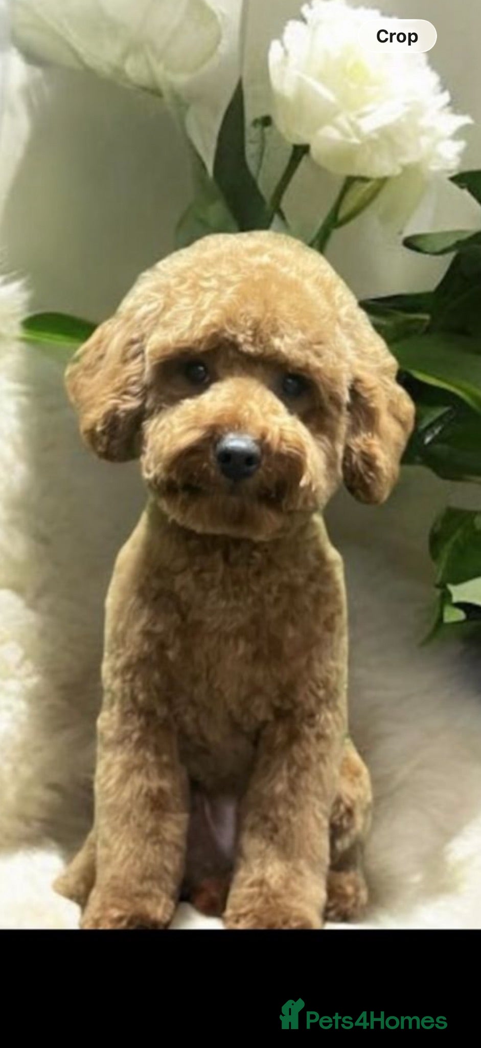 Cavapoo dogs F2 cavapoo puppies - Advert 3