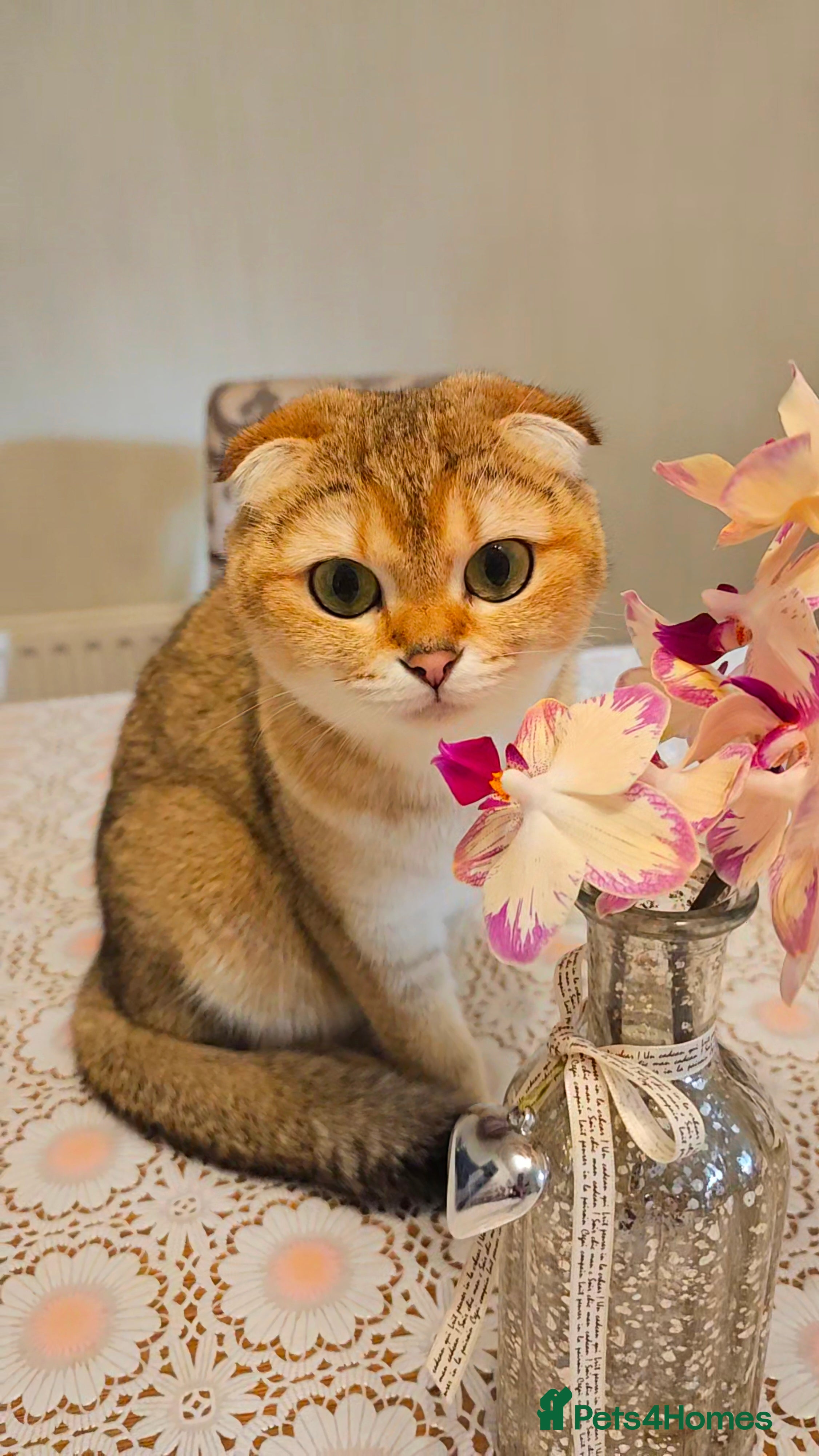 Scottish Fold cats Tica Registered pedigree kittens  - Advert 12