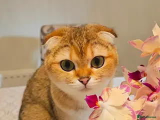 Scottish Fold cats Tica Registered pedigree kittens - Advert 1