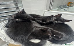 Mixed Breed cats for sale: Tuxedo Kittens  - Image 1