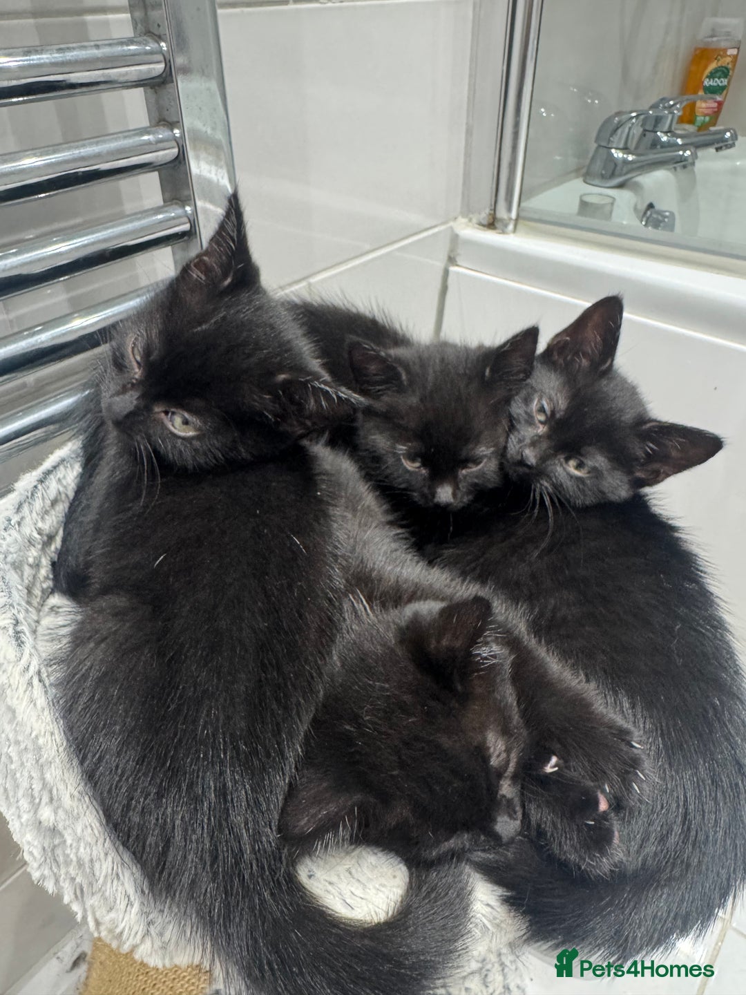 Mixed Breed cats for sale: Tuxedo Kittens  - Image 1
