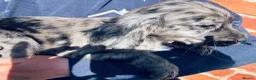 Cocker Spaniel dogs for sale: Colourful Cocker Spaniels  - Advert 4