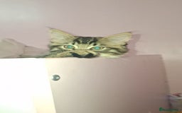 Maine Coon cats for sale: Maine coon cross kitten - Image 2