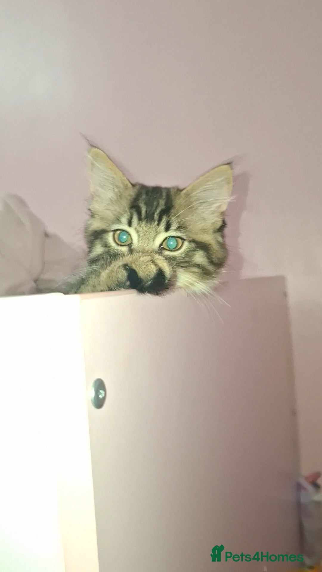 Maine Coon cats for sale: Maine coon cross kitten - Image 2