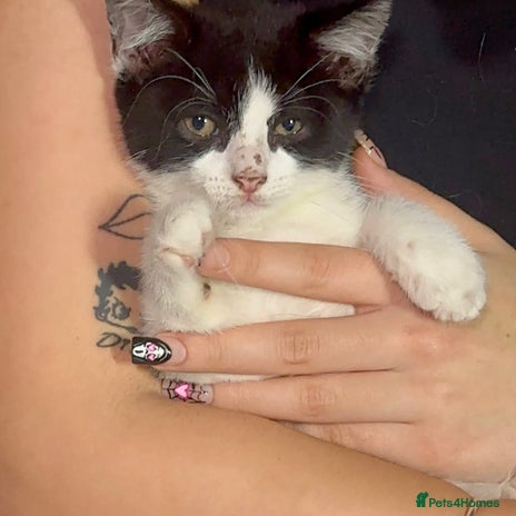 Mixed Breed cats Moomoo the freckled cat - Advert 1