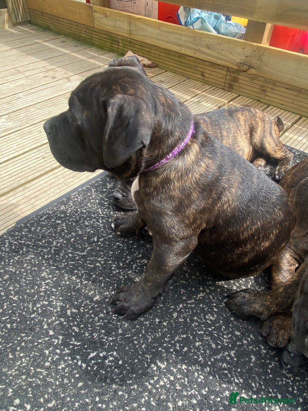 Mixed Breed dogs for sale: Old tyme bulldog in Shotts - Image 21