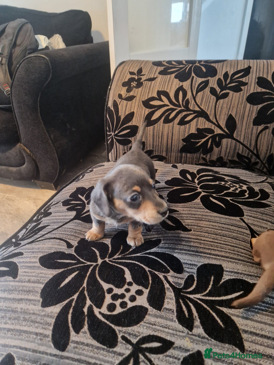Miniature Dachshund dogs for sale: Adorable Miniture Dachshund  in Paignton - Image 6