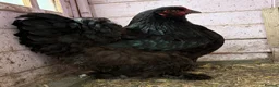Chickens poultry for sale: Rare Breed Cochin pair. Unrelated  - Advert 3