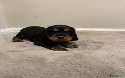 Cocker Spaniel dogs for sale: 6 gorgeous cocker spaniel puppies  - Image 17