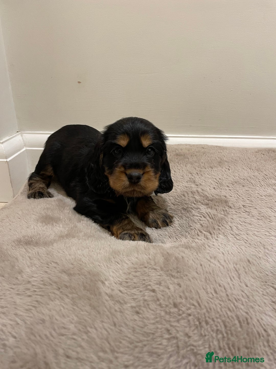 Cocker Spaniel dogs for sale: 6 gorgeous cocker spaniel puppies  - Image 17