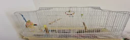 Ringnecks birds for sale: Blue Indian Ringneck - 8 Months Old - Full Setup in Milton Keynes - Advert 7