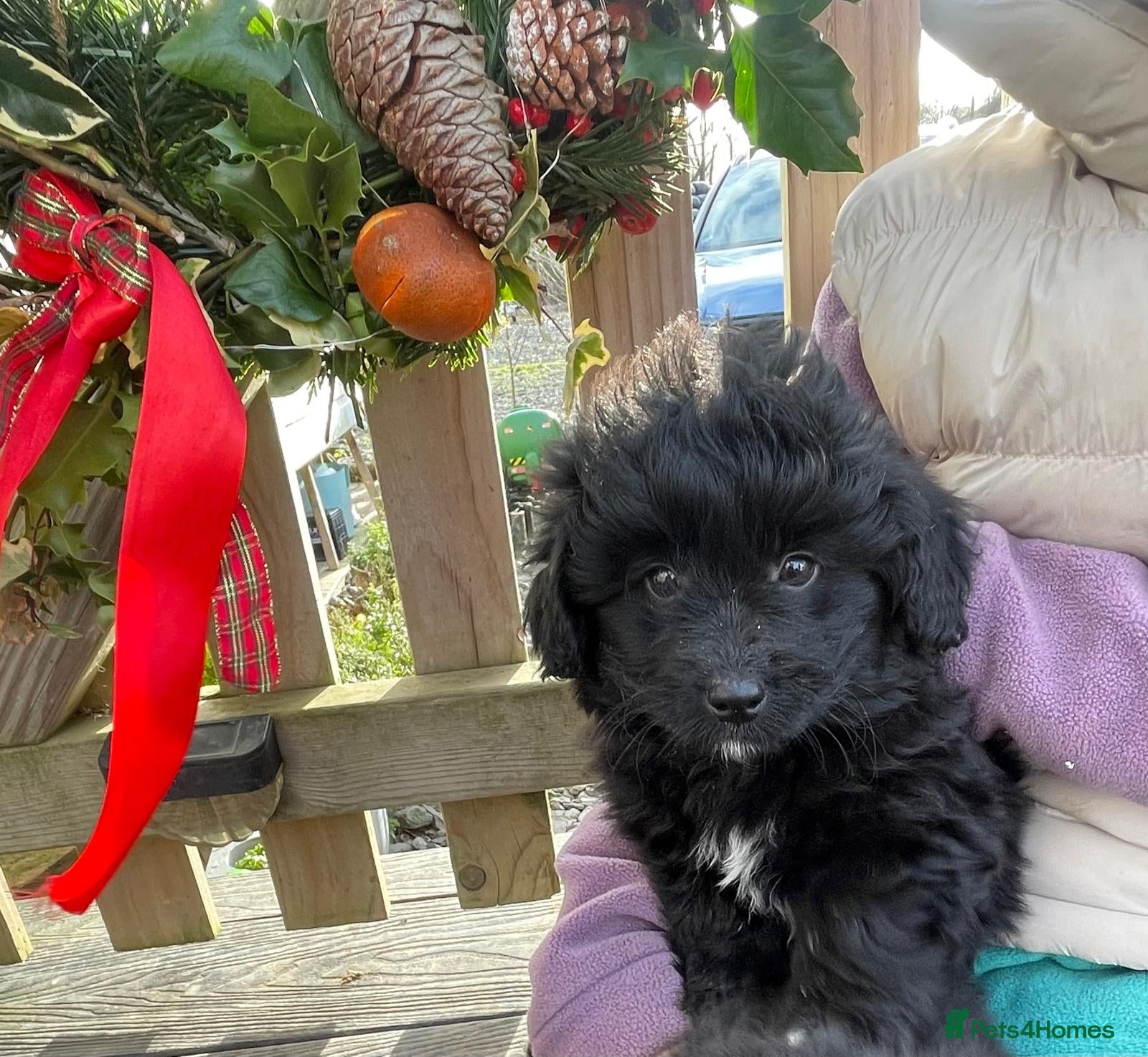 Mixed Breed dogs Corgipoo 🐾🐶 - Advert 3