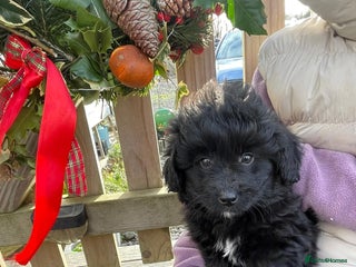 Mixed Breed dogs Corgipoo 🐾🐶 - Advert 1