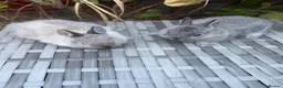 Netherland Dwarf rabbits for sale: Pure Netherland-Dwarf - Advert 9